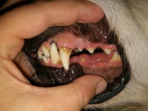 Cory vor dem Behandlung mit der Ultraschall Zahnbürste, deutlicher Zahnbelag / Zahnstein verbunden mit Hund Mundgeruch - emmi Pet kaufen bei ultrasonic-care.de