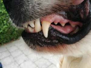 Cory nach 3 Monaten Behandlung mit der Ultraschall Zahnbürste, der Zahnstein ist deutlich zurückgegangen - emmi Pet kaufen bei ultrasonic-care.de